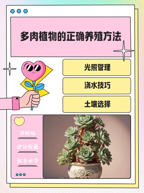 肉肉植物怎么养才好活？-第3张图片-宁夏农业信息网