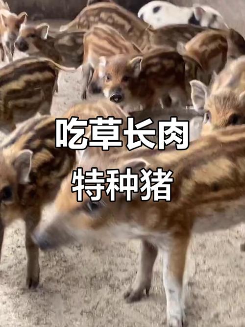 猪也吃草？哪些品种会？-第2张图片-宁夏农业信息网