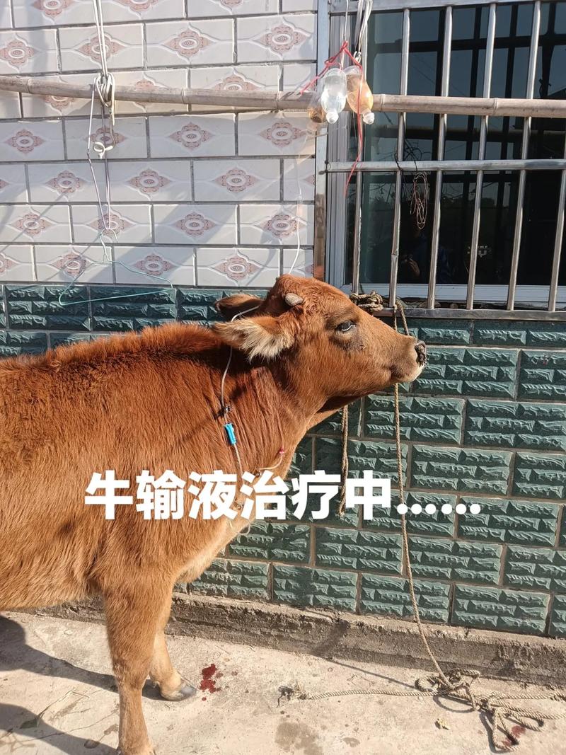 农村治牛病土方法真的管用吗？-第1张图片-宁夏农业信息网