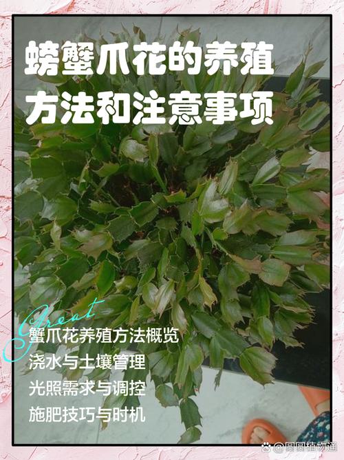 蟹瓜兰冬季怎么养才安全？-第1张图片-宁夏农业信息网