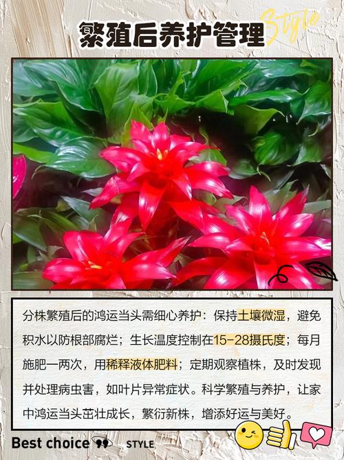 鸿运当头六种繁殖方法-第2张图片-宁夏农业信息网