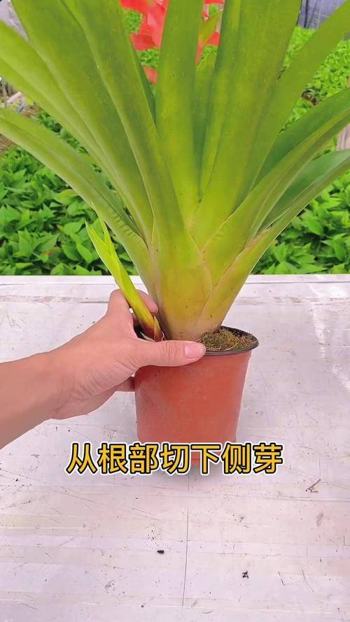 鸿运当头六种繁殖方法-第3张图片-宁夏农业信息网