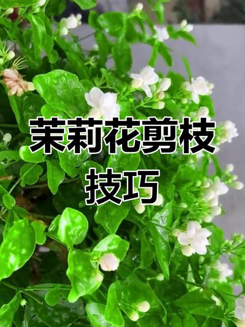 茉莉花怎么剪才养得好？-第2张图片-宁夏农业信息网