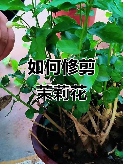 茉莉花怎么剪才养得好？-第3张图片-宁夏农业信息网