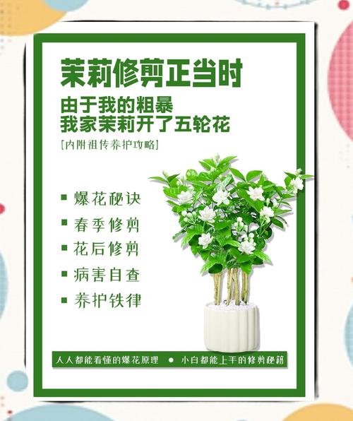 茉莉花施肥何时最佳？方法有哪些？-第1张图片-宁夏农业信息网