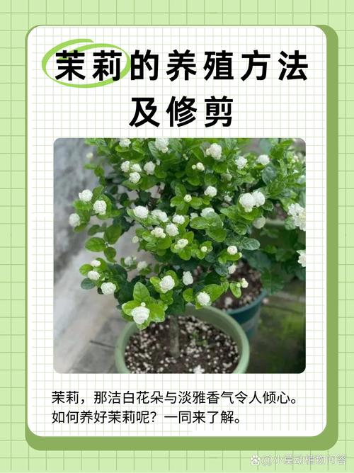 茉莉花施肥何时最佳？方法有哪些？-第2张图片-宁夏农业信息网