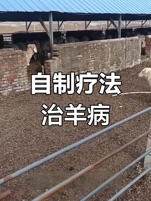 羊病有哪些有效的治疗方法？-第3张图片-宁夏农业信息网
