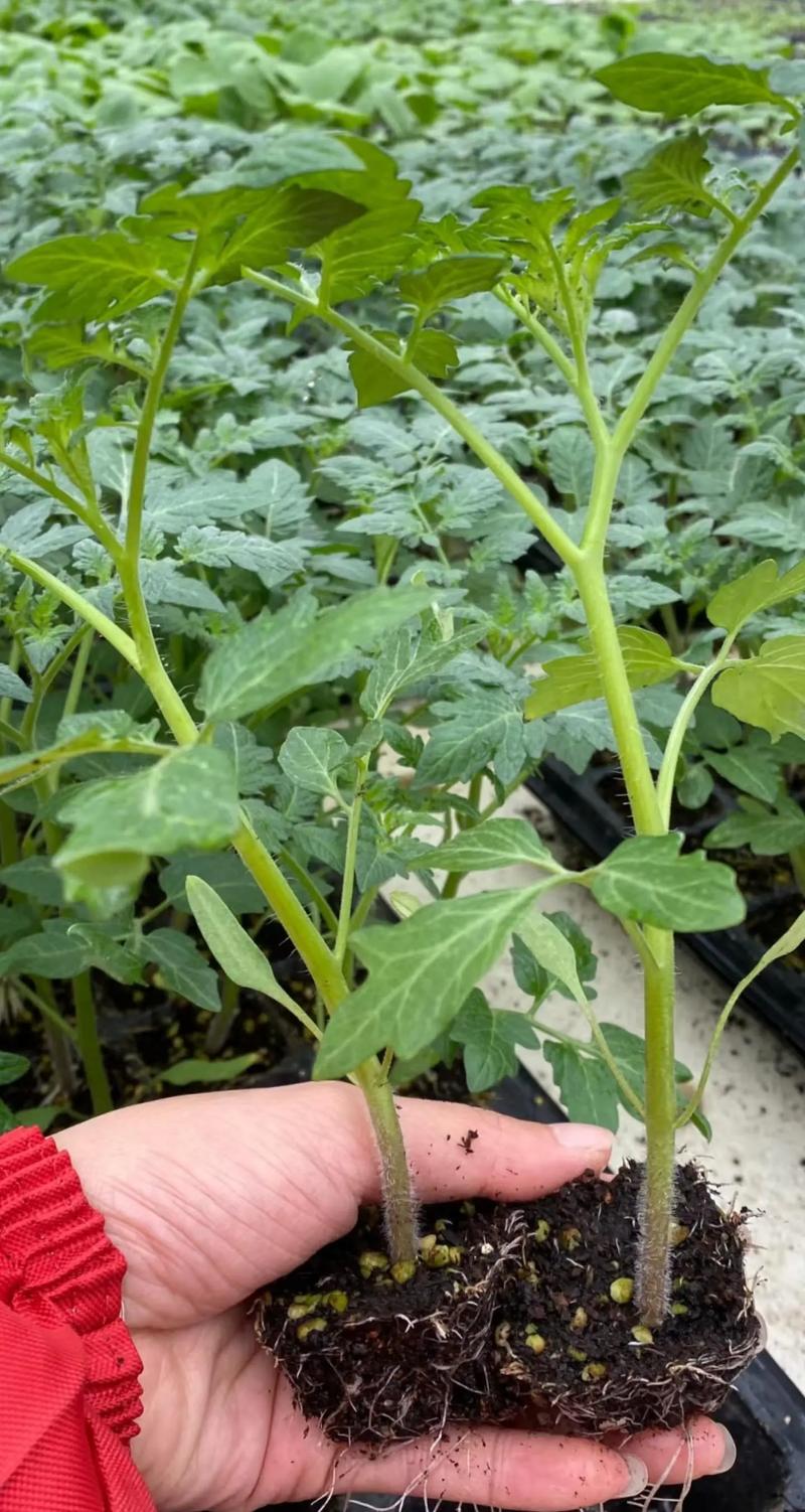 四季番茄种植方法有哪些?-第1张图片-宁夏农业信息网 四季番茄种植方法有哪些?-第1张图片-宁夏农业信息网