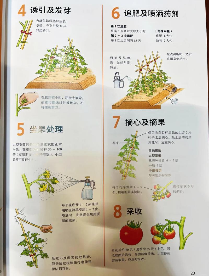 四季番茄种植方法有哪些?-第2张图片-宁夏农业信息网 四季番茄种植方法有哪些?-第2张图片-宁夏农业信息网