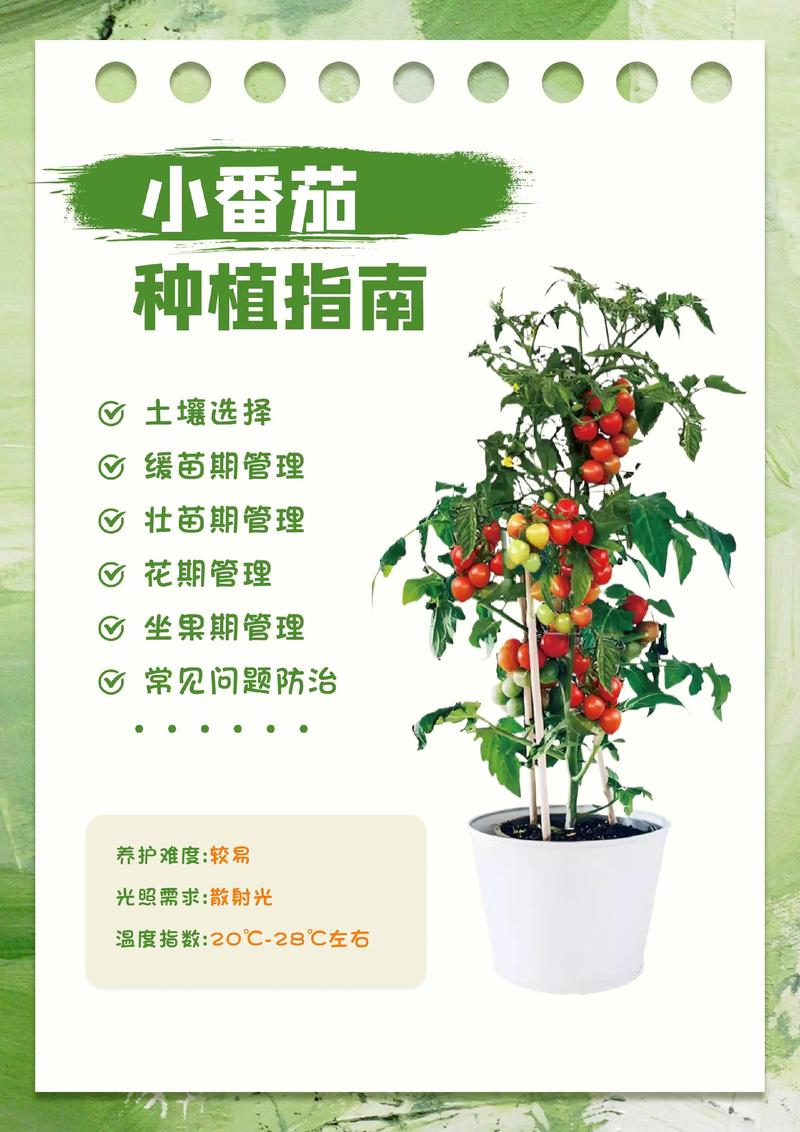 四季番茄种植方法有哪些?-第3张图片-宁夏农业信息网 四季番茄种植方法有哪些?-第3张图片-宁夏农业信息网