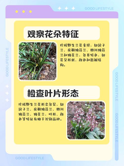 兰草花品种如何快速辨别？-第1张图片-宁夏农业信息网