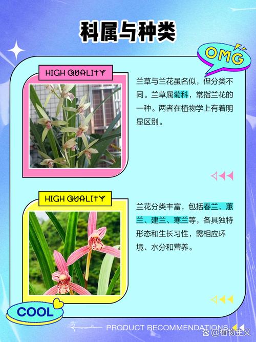 兰草花品种如何快速辨别？-第3张图片-宁夏农业信息网