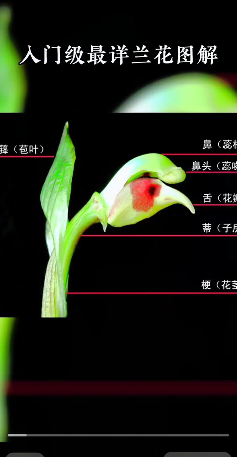 兰草花品种如何快速辨别？-第2张图片-宁夏农业信息网