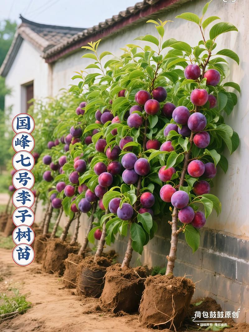 李子树哪个品种产量最高？-第1张图片-宁夏农业信息网