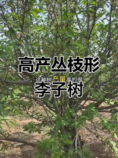李子树哪个品种产量最高？-第2张图片-宁夏农业信息网