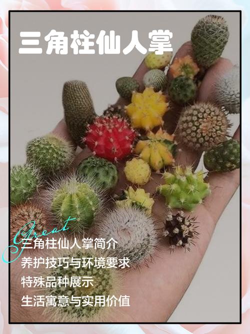 仙人掌品种名称有哪些？-第2张图片-宁夏农业信息网