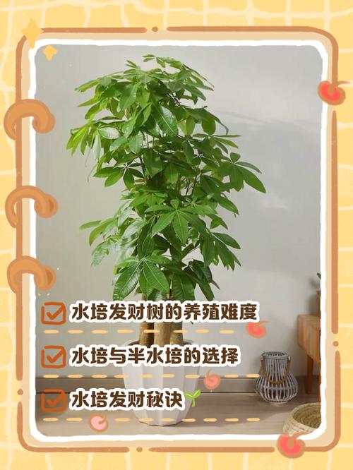 室内发财树水培怎么养才好？-第1张图片-宁夏农业信息网