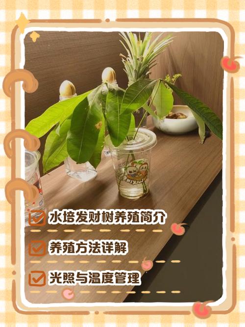 室内发财树水培怎么养才好？-第3张图片-宁夏农业信息网