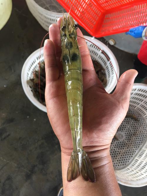 草虾养殖及管理方法有哪些要点？-第2张图片-宁夏农业信息网