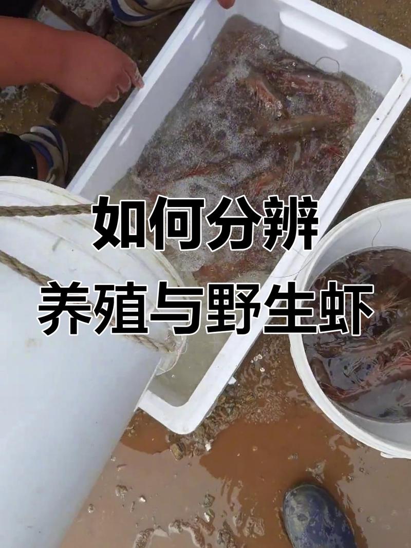 草虾养殖及管理方法有哪些要点？-第3张图片-宁夏农业信息网