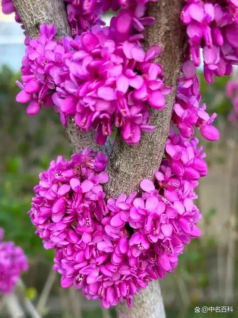 紫荆花扦插时间和方法-第1张图片-宁夏农业信息网