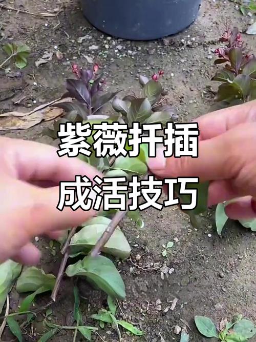 紫荆花扦插时间和方法-第3张图片-宁夏农业信息网