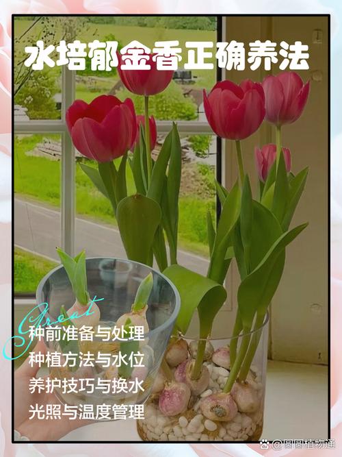 郁郁金香施肥方法，这些技巧你掌握了吗？-第1张图片-宁夏农业信息网