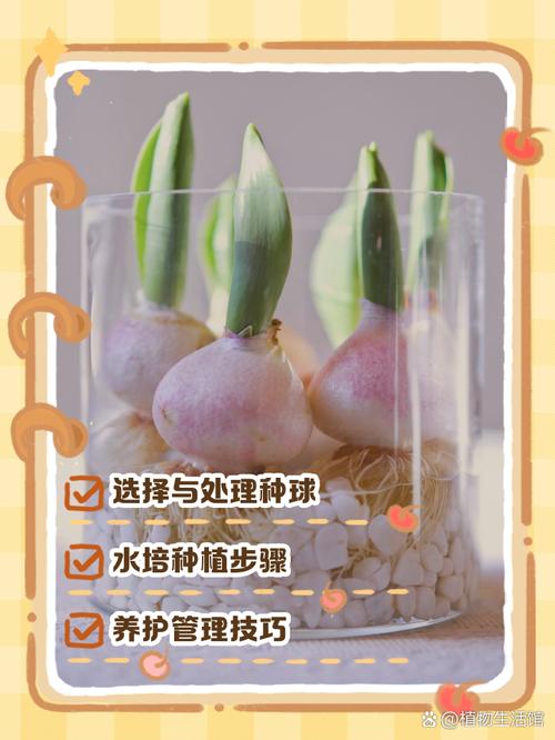 郁郁金香施肥方法，这些技巧你掌握了吗？-第2张图片-宁夏农业信息网