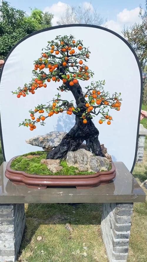 盆栽柿子树选什么品种好？-第1张图片-宁夏农业信息网