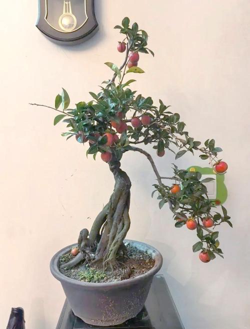 盆栽柿子树选什么品种好？-第2张图片-宁夏农业信息网