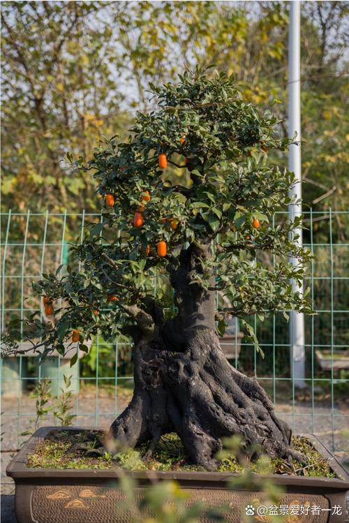 盆栽柿子树选什么品种好？-第3张图片-宁夏农业信息网