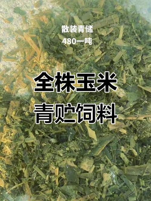 青贮饲料怎么做？关键步骤有哪些？-第3张图片-宁夏农业信息网