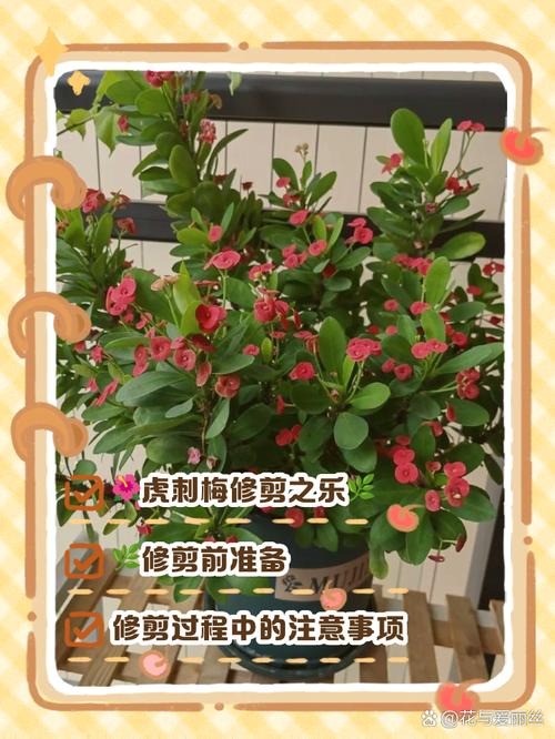 虎刺梅幼苗换盆要注意什么？-第1张图片-宁夏农业信息网