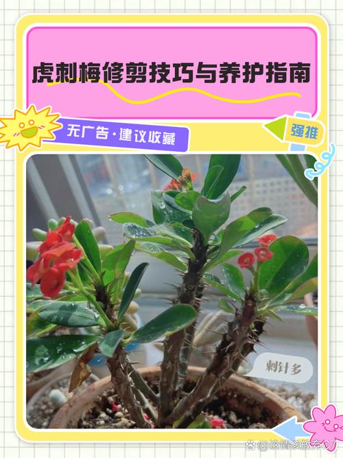 虎刺梅幼苗换盆要注意什么？-第2张图片-宁夏农业信息网