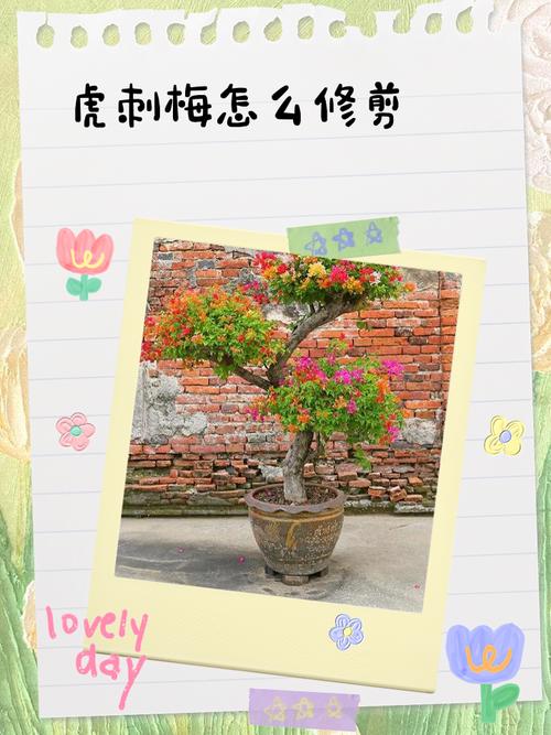 虎刺梅幼苗换盆要注意什么？-第3张图片-宁夏农业信息网