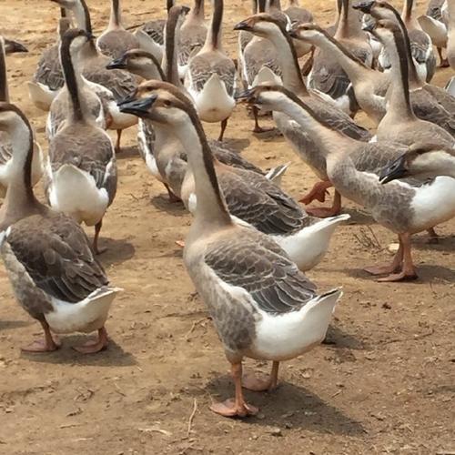 湖南养肉鹅，什么品种最合适？-第1张图片-宁夏农业信息网