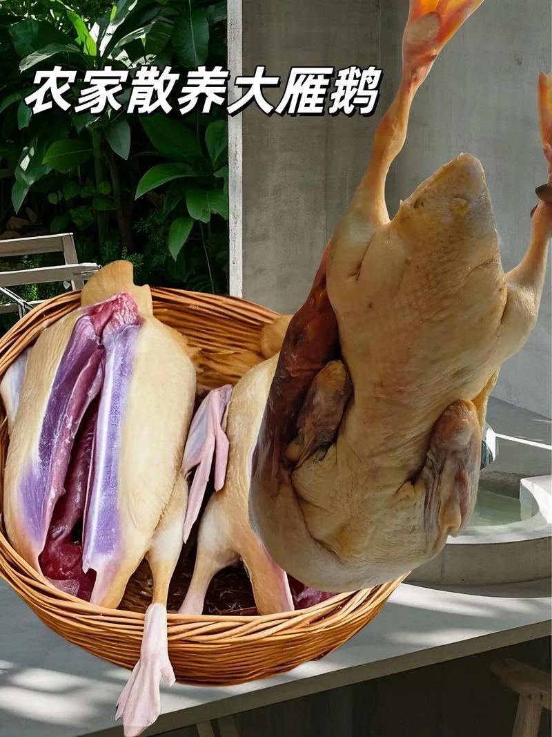 湖南养肉鹅，什么品种最合适？-第2张图片-宁夏农业信息网