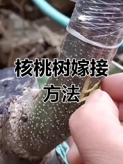 核桃树的移植方法图解-第2张图片-宁夏农业信息网