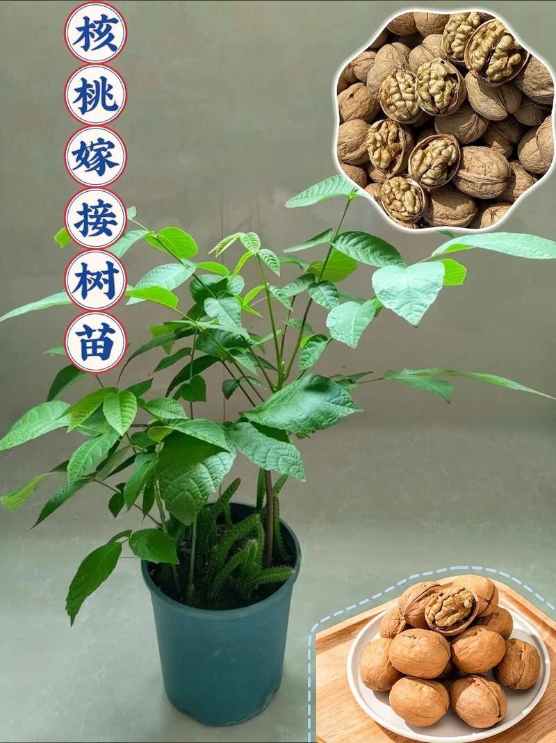 核桃树的移植方法图解-第3张图片-宁夏农业信息网