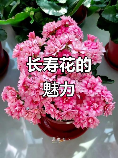 羽叶长寿花有哪些常见品种？-第1张图片-宁夏农业信息网