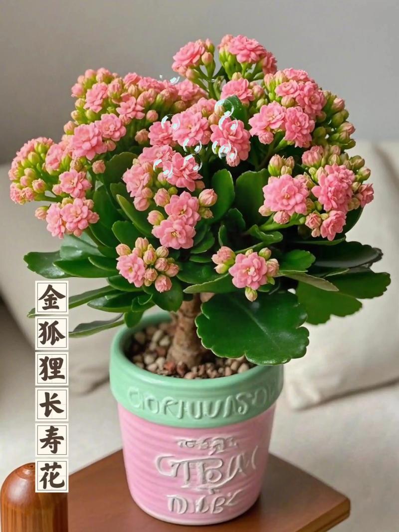 羽叶长寿花有哪些常见品种？-第2张图片-宁夏农业信息网