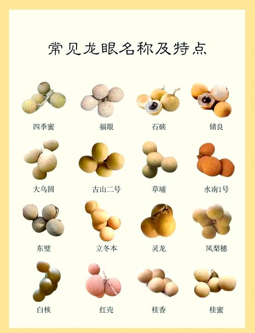 世界上最好的龙眼品种是哪个？-第1张图片-宁夏农业信息网