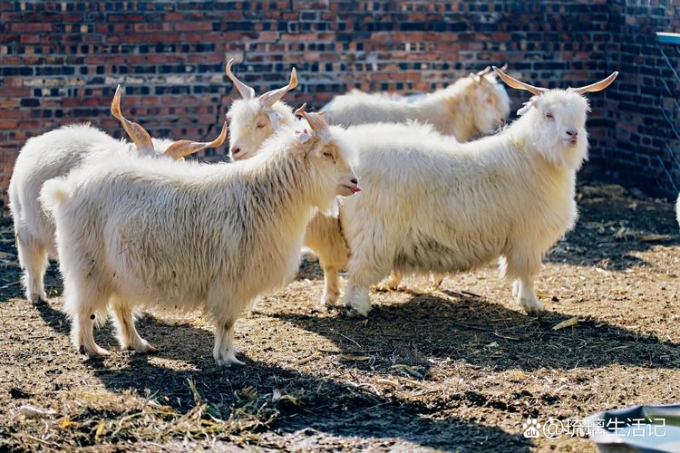 常见养羊品种有哪些？-第2张图片-宁夏农业信息网