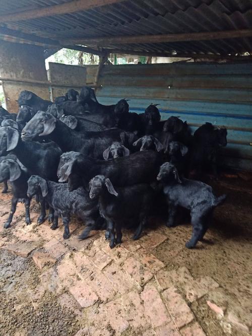 常见养羊品种有哪些？-第1张图片-宁夏农业信息网