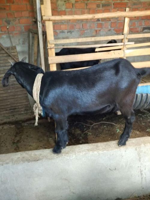 常见养羊品种有哪些？-第3张图片-宁夏农业信息网