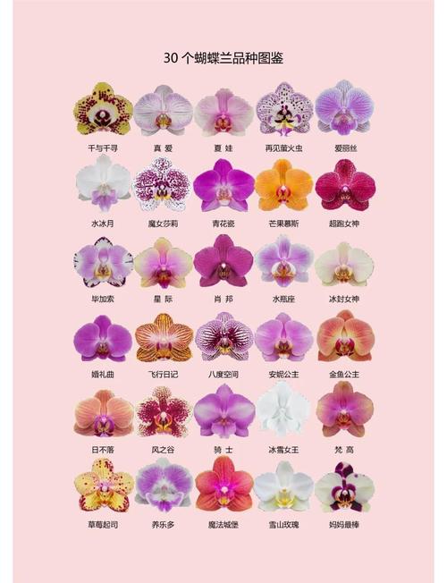 蝴蝶兰哪个品种最具收藏价值？-第1张图片-宁夏农业信息网