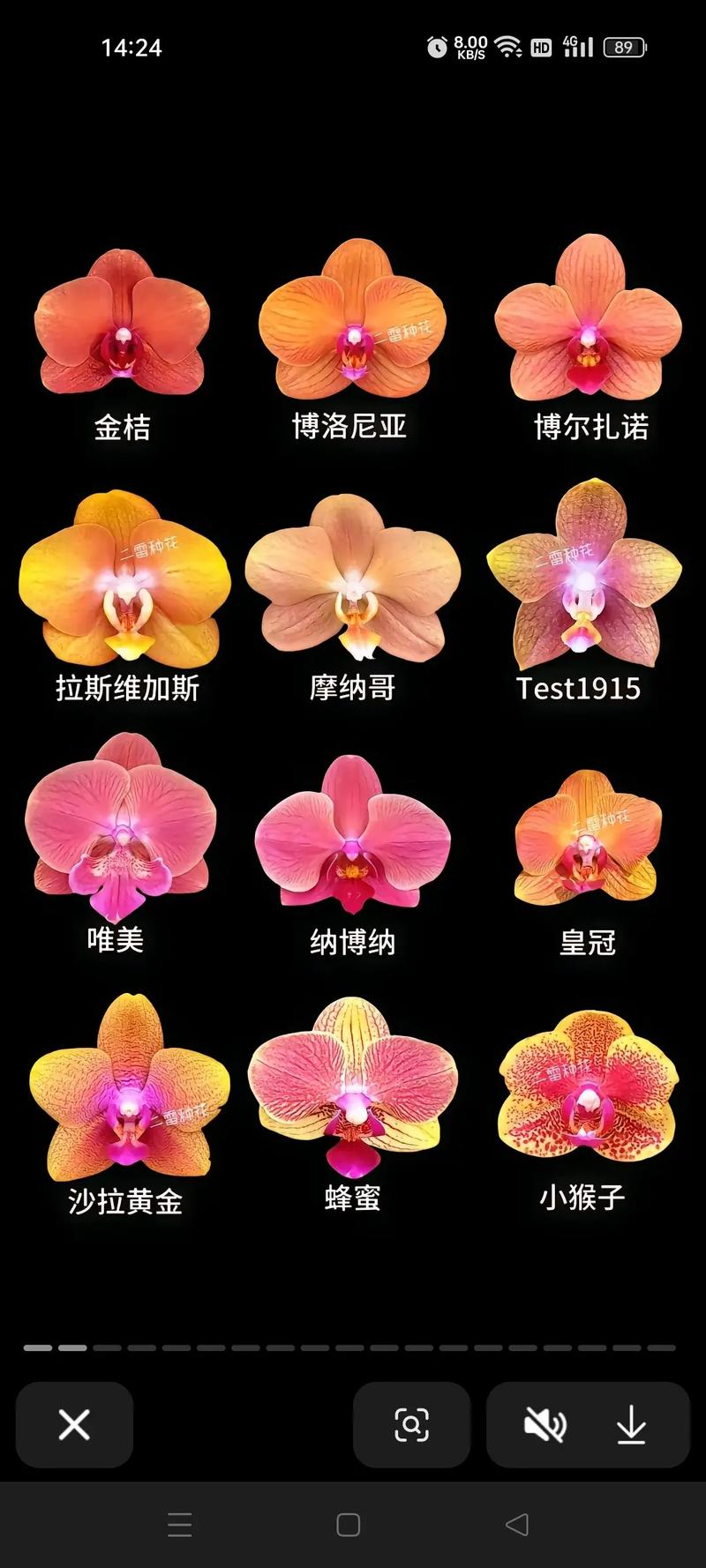 蝴蝶兰哪个品种最具收藏价值？-第2张图片-宁夏农业信息网