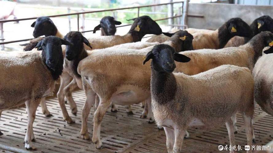 山东适合养什么品种的羊？-第1张图片-宁夏农业信息网