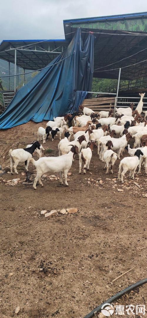 山东适合养什么品种的羊？-第3张图片-宁夏农业信息网