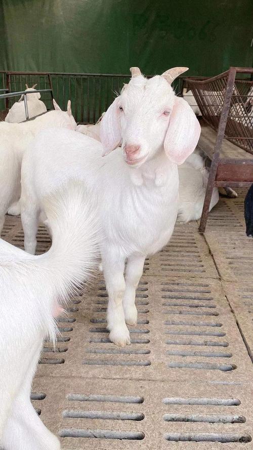 山东适合养什么品种的羊？-第2张图片-宁夏农业信息网